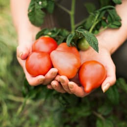 Crop Harvesting Image